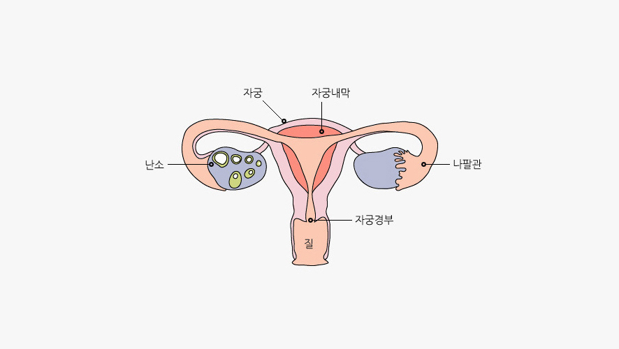 여성 생식 기관의 구조
